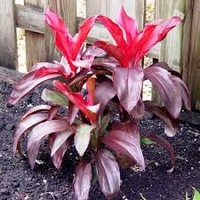 Cordyline fruticosa Dr Brown 300mm