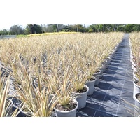 Cordyline Electric Flash 180mm