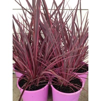 Cordyline Electric Pink 180mm