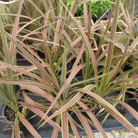 Cordyline Electric Star 180mm