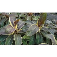 Cordyline Fruticosa Miss Andrea 200mm