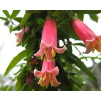 Correa hybrid Dusky Bells 250mm