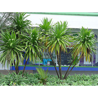 Kasper Green - Cordyline Australis 'Kasper Green' 300mm