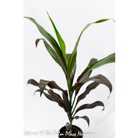 Cordyline Fruticosa Negra 200mm