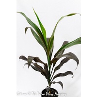 Cordyline Fruticosa Negra 250mm