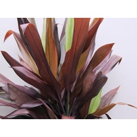 Cordyline Fruticosa Negra 400mm