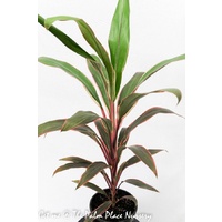 Cordyline Fruticosa Pink Diamond 200mm