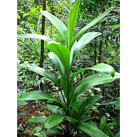 Broad Leaved Palm Lily - Cordyline petiolaris 200mm
