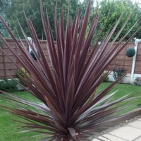 Cordyline Australis Red Star 250mm