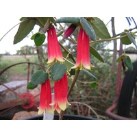 Correa Reflexa 140mm