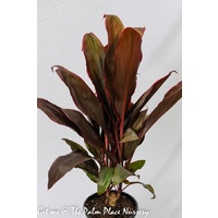 Cordyline Fruticosa Rubra 200mm