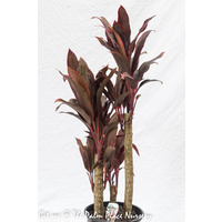 Cordyline Fruticosa Rubra Cane 200mm