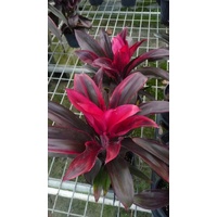 Cordyline Fruticosa Ruby 200mm