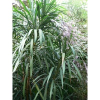 Slender Palm Lily - Cordyline stricta 200mm