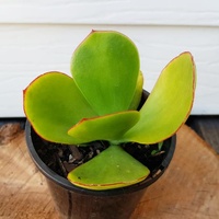 Paddle Plant - Cotyledon macrantha 200mm