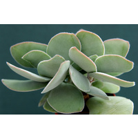 Crassula cotyledonis dubia 140mm