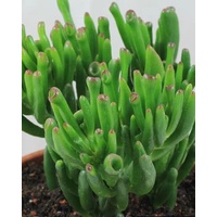 Crassula ovata Gollum 140mm