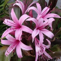 Wine time - Crinum menehune 140mm