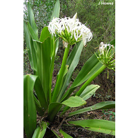 Crimium Lily - Crinum Pedunculatum 200mm