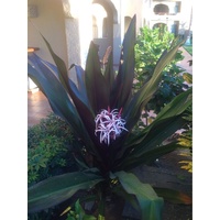 Red Crimium Lily - Crinum procerum 200mm