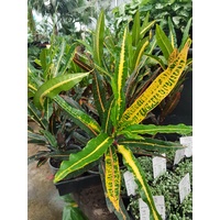 Croton Mammy 140mm