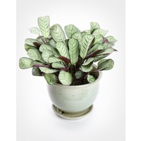 Ctenanthe amagris 175mm