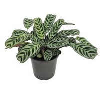 Ctenanthe burle-marxii 200mm