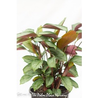 Ctenanthe Setosa Greystar 200mm