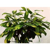 Ctenanthe pilosa 200mm