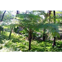 Tree Fern - Cyathea Cooperi 200mm