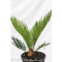 Sago Cycad - Cycas Revoluta 140mm