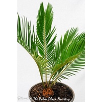 Sago Cycad - Cycas Revoluta 200mm