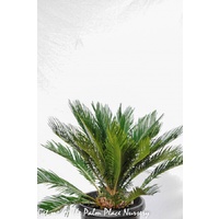 Sago Cycad - Cycas Revoluta 250mm