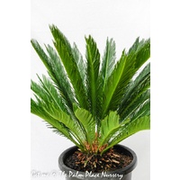 Sago Cycad - Cycas Revoluta 300mm