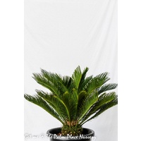 Sago Cycad - Cycas Revoluta 400mm