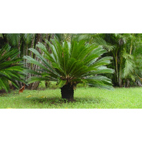Sago Cycad - Cycas Revoluta - Large 400mm
