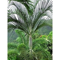 Elegant Palm - Cyphophoenix elegans 300mm