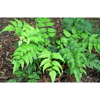 Japanese Holly Fern - Cyrtomium falcatum 140mm