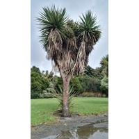 Cabbage Tree - Cordyline Australis Advanced