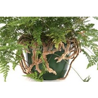 Hares Foot Fern - Davallia Feejensis 130mm