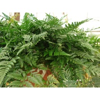 Rabbits Foot Fern - Davallia Fejeensis 200mm Hanging Basket