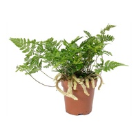 White Rabbit Foot Fern - Davallia humata 200mm Hanging Basket