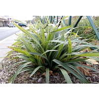 Tasman Flax-lily - Dianella Tasmanica 140mm
