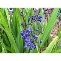 Blue flax-lily - Dianella caerulea 140mm