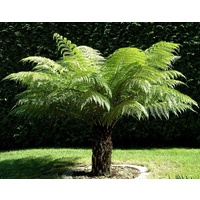 Soft Tree Fern - Dicksonia Antarctica 1 Foot
