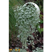 Silver Falls - Dichondra argenta 200mm