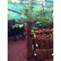 Soft Tree Fern - Dicksonia Antarctica 7 foot