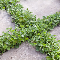 Kidney Weed - Dichondra repens 140mm