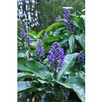Blue Ginger - Dichorisandra thyrsiflora 140mm