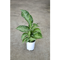 Dieffenbachia memoria 125mm